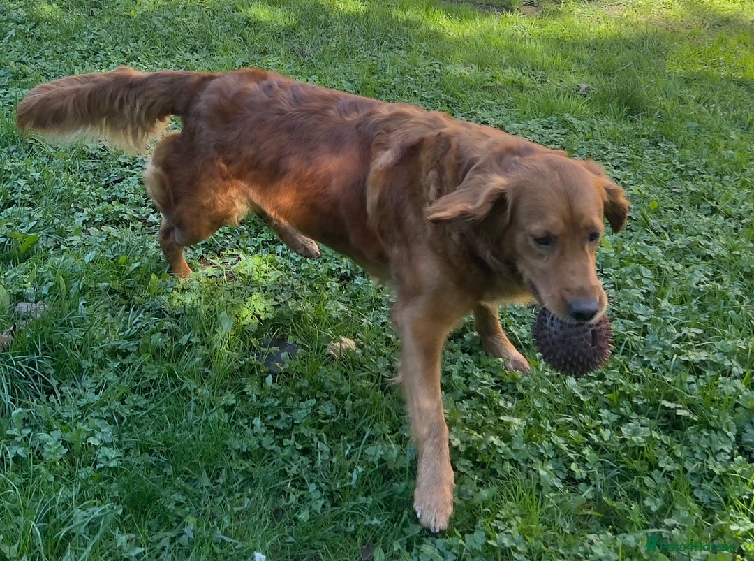 Golden Retriever dogs for sale: Hips elbows DNA perfect. 5 years old this july - Image 5