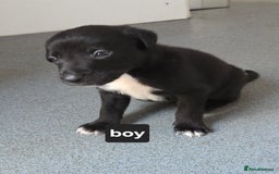Borador dogs for sale: Borador Pups ready 5th October  - Image 4