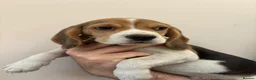 Beagle dogs for sale: KC registered Beagle puppies  - Advert 20