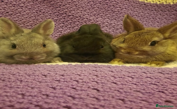 Netherland Dwarf rabbits - Advert 2