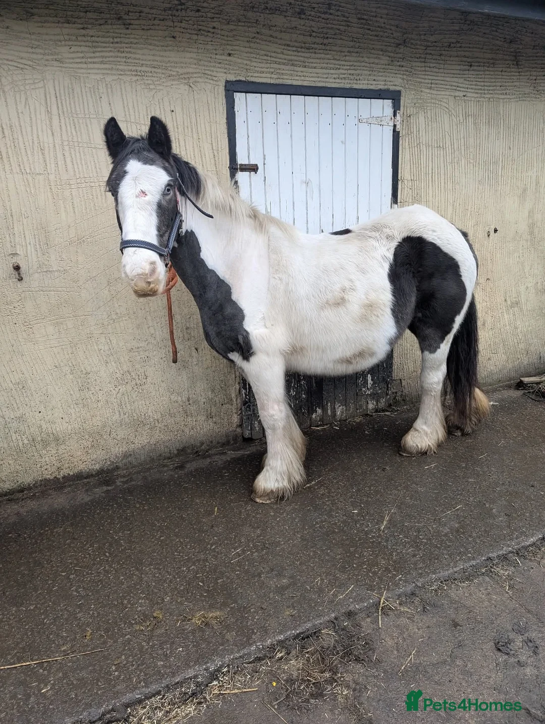 Irish Cob horses for sale: 13,2 Irish cob mare ( in foal) - Advert 2