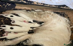 Jack Russell dogs for sale: Jack Russell puppies *SHORT LEGGED* - Advert 2