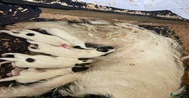 Jack Russell dogs Jack Russell puppies *SHORT LEGGED* - Advert 5