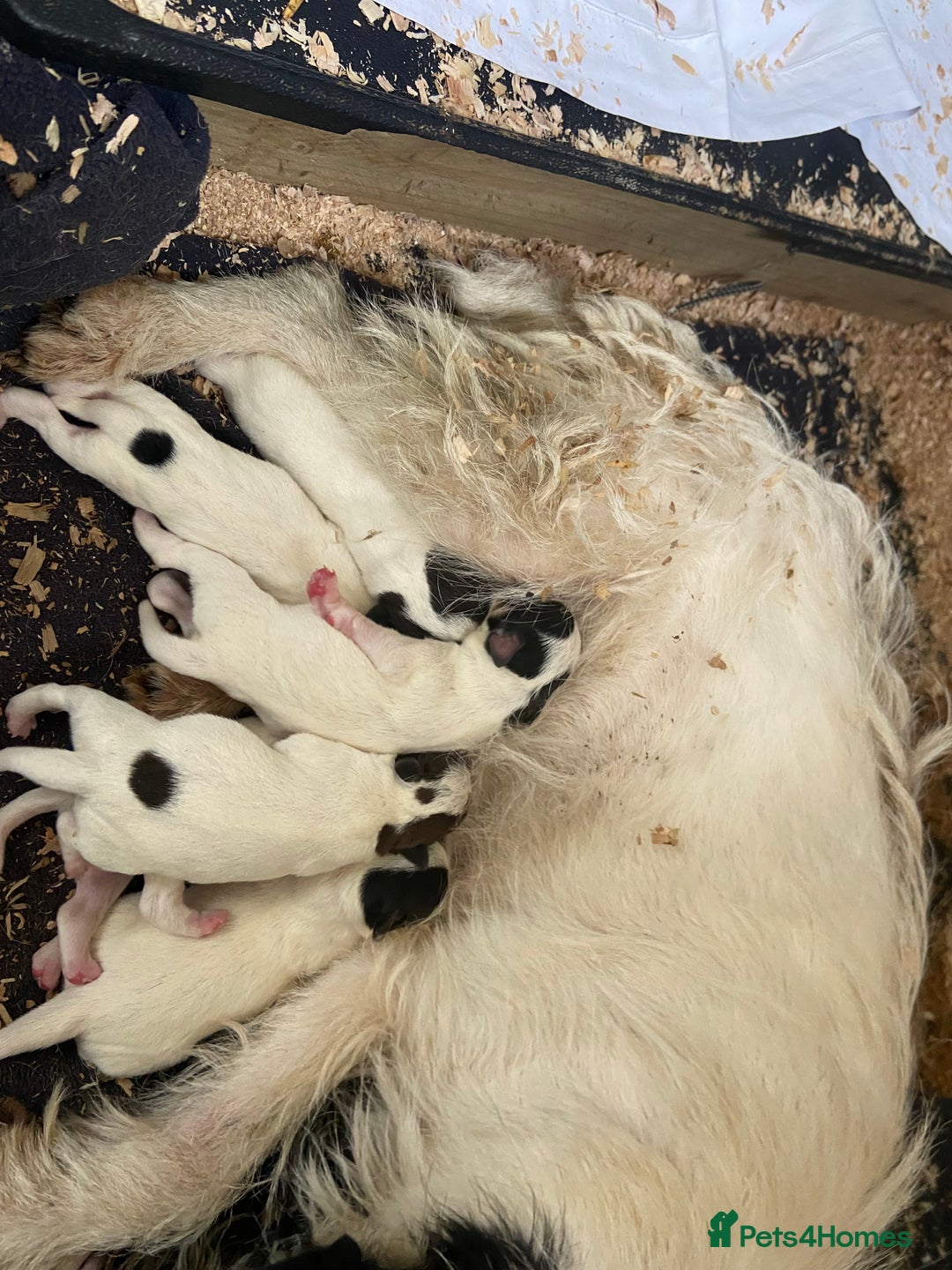 Jack Russell dogs for sale: Jack Russell puppies *SHORT LEGGED* - Advert 2