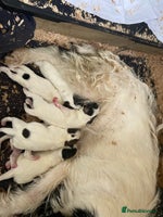 Jack Russell dogs Jack Russell puppies *SHORT LEGGED* - Advert 11