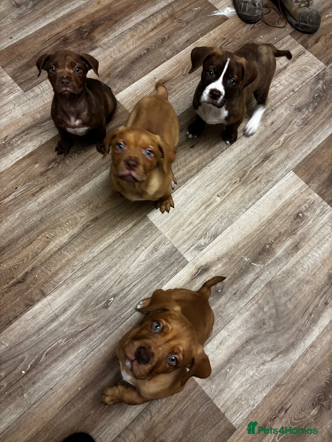 Mixed Breed dogs for sale: Dogue de Bordeaux / English mastiff  in Leeds - Advert 2