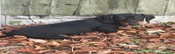 Dachshund dogs for sale: 1 BOY LEFT !!! Dachshund Puppies  - Advert 7