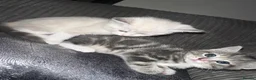 Mixed Breed cats for sale: Last beautiful kitten - Advert 3