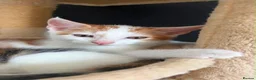 Mixed Breed cats for sale: 2 kittens ready for new homes  - Advert 21