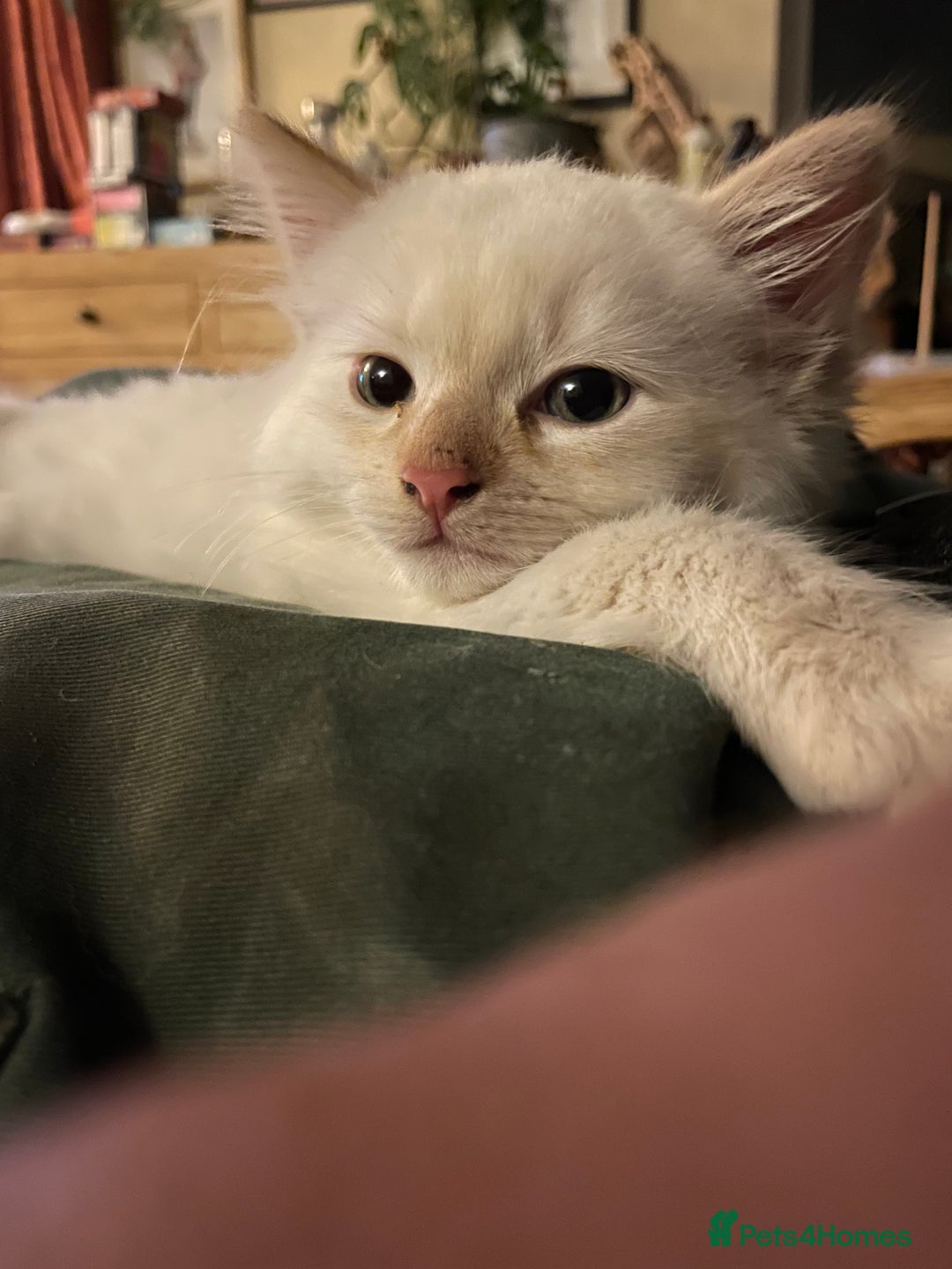 Norwegian Forest Cat cats for sale: Gorgeous Norwegian Forest Mix - Image 3