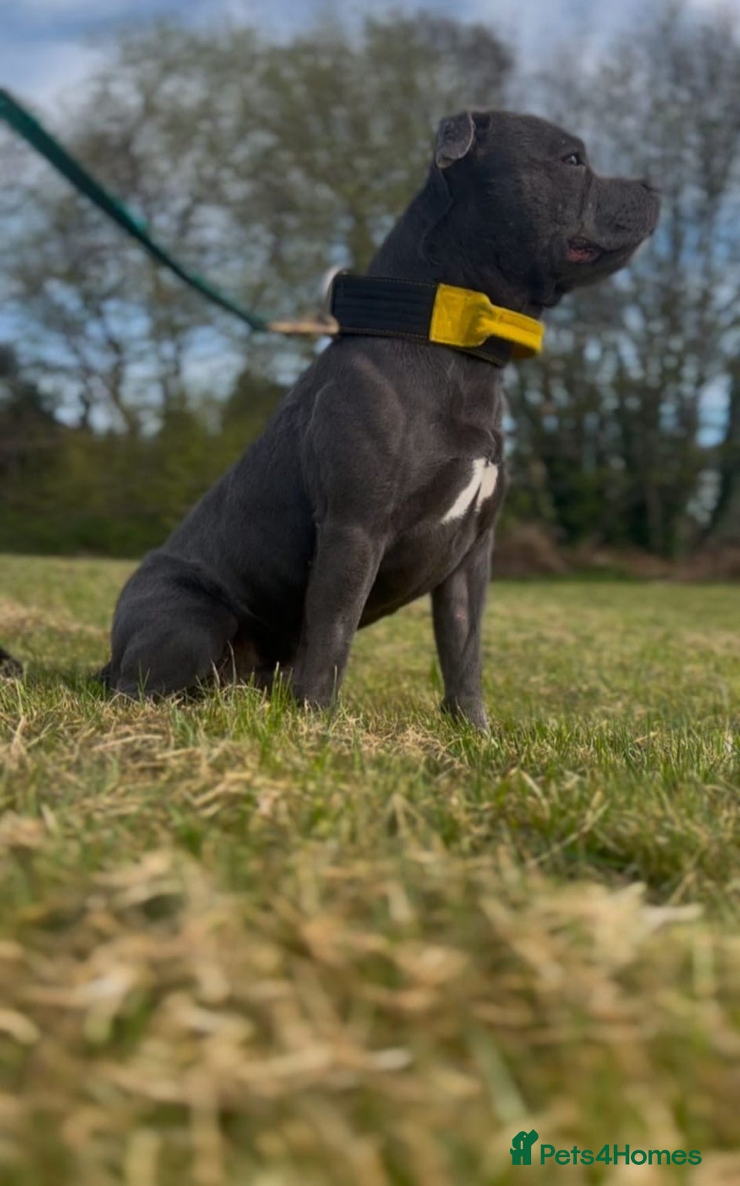 Staffordshire Bull Terrier dogs for sale: Gorgeous Staffordshire bull terrier puppies  - Advert 9