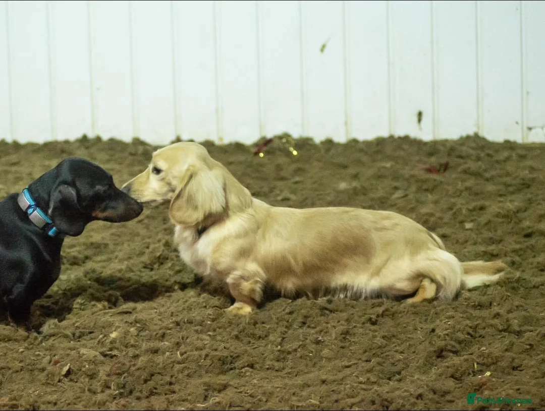 Miniature Dachshund dogs for stud: ee Cream Long Coat Miniature Dachshund Stud in Dalry - Advert 19