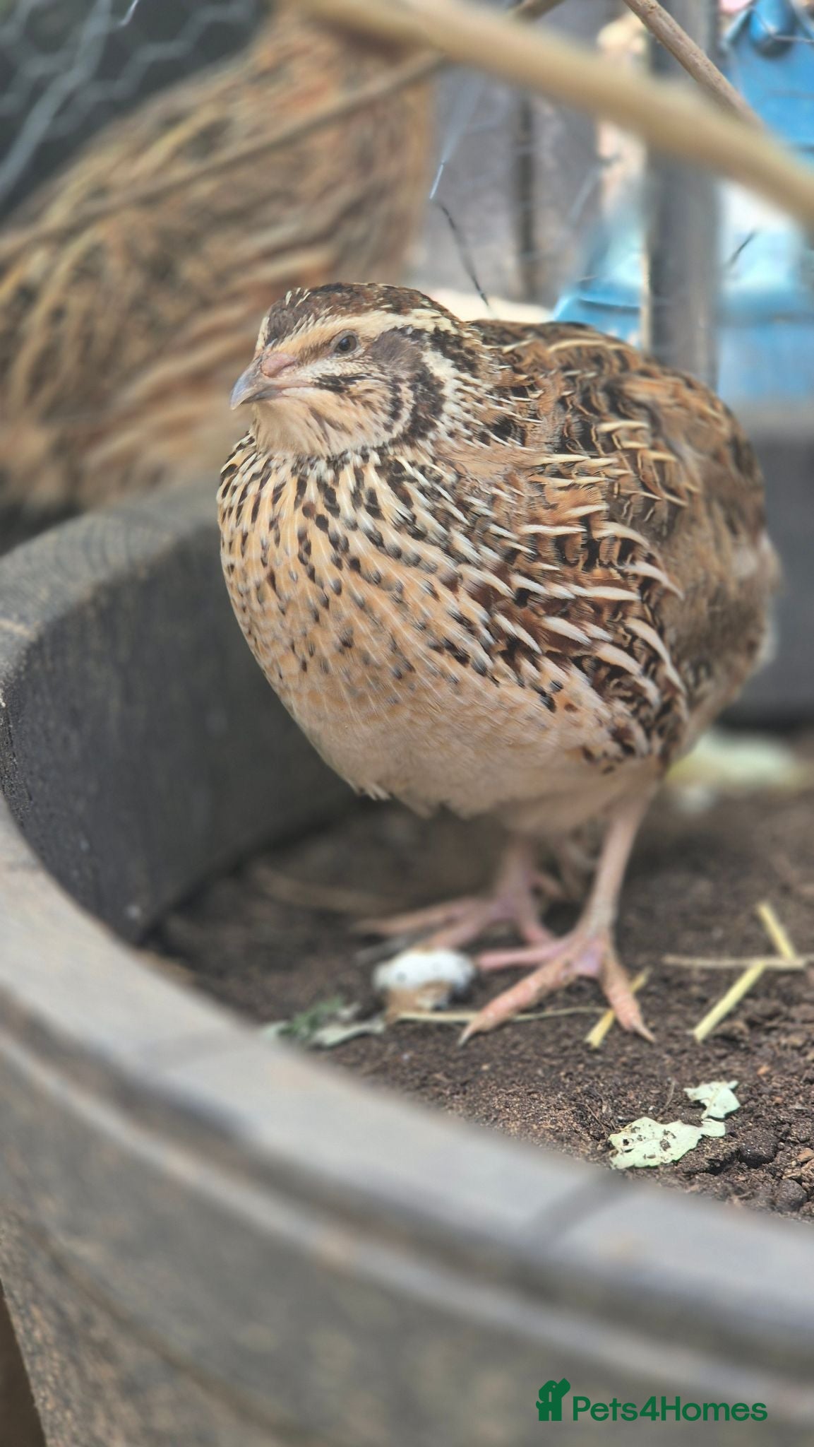 Quail poultry Coturnix quail male and female available  - Advert 2