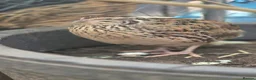 Quail poultry for sale: Coturnix quail male and female available  - Advert 2
