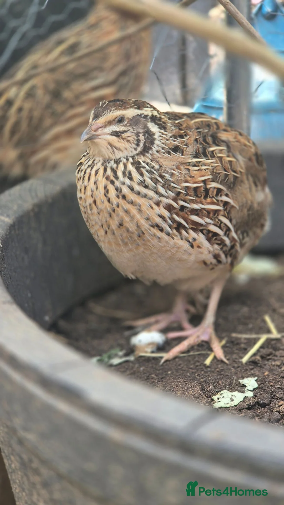 Quail poultry for sale: Coturnix quail male and female available  - Advert 2