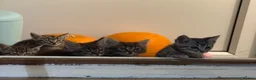 Mixed Breed cats for sale: 🐾 6 Beautiful Bengal × British Longhair Kittens🐾 - Advert 18