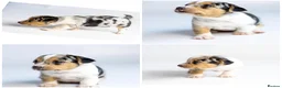 Jack Russell dogs for sale: Jack Russell puppies Rainbow 🌈 litter  in Hatfield - Advert 9