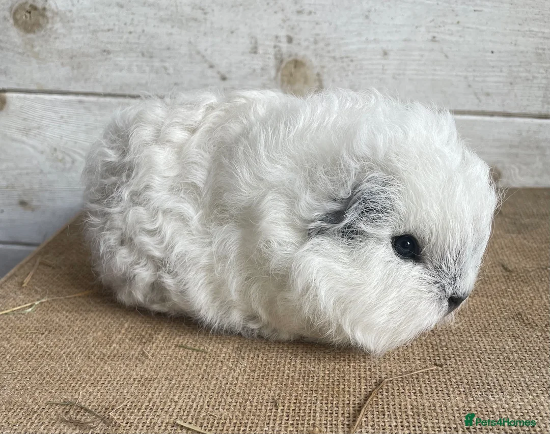 Guinea Pig rodents for sale: Swiss teddy sow - Advert 1