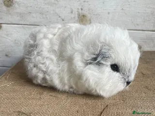 Guinea Pig rodents Swiss teddy sow - Advert 14