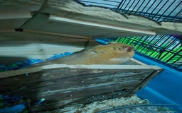 Hamster rodents for sale: Syrian hamster with full set up - Image 4