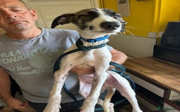Mixed Breed dogs for adoption: Donut - Norwich Norfolk  - Image 4