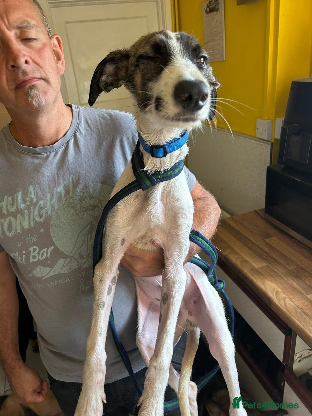 Mixed Breed dogs for adoption: Donut - Norwich Norfolk  - Image 4