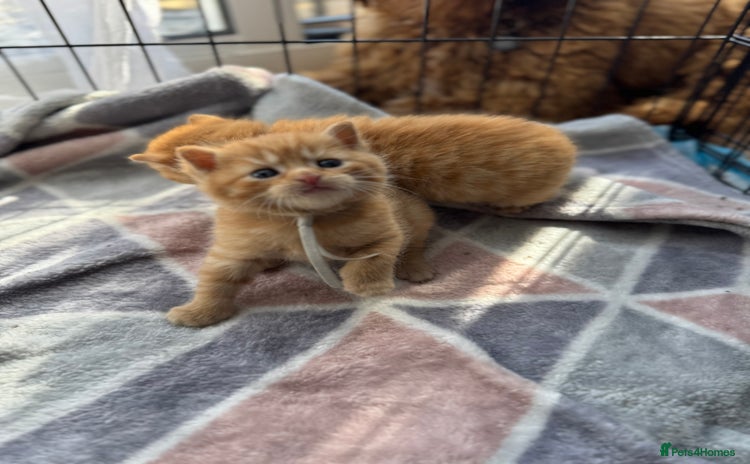 Mixed Breed cats - Advert 15