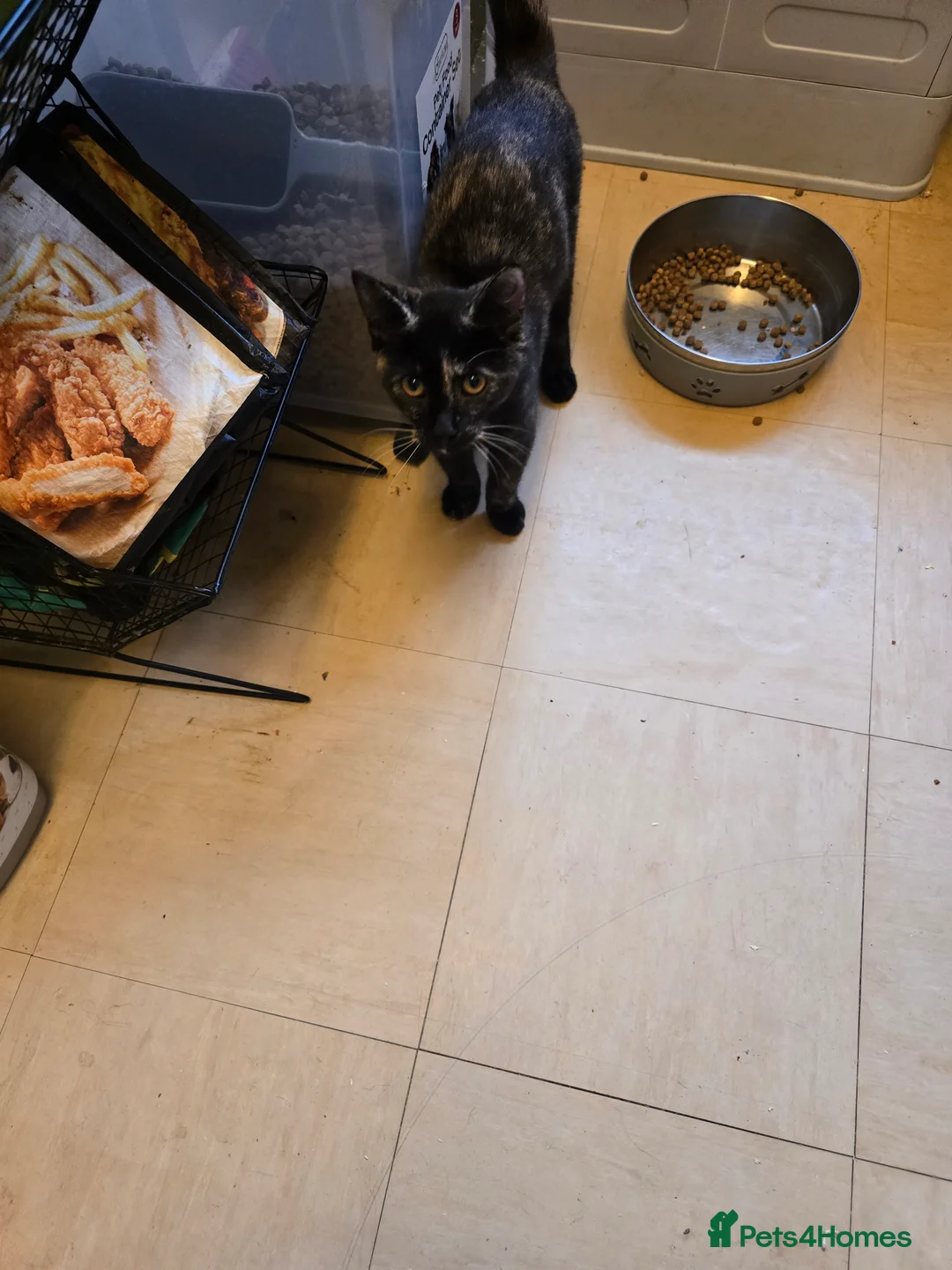 Mixed Breed cats for sale: FEMALE KITTEN  - Advert 4
