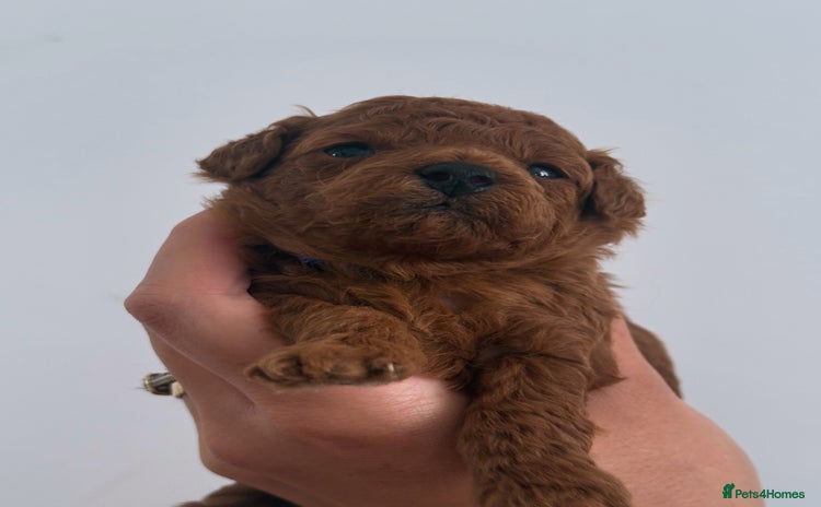Toy Poodle dogs - Advert 7