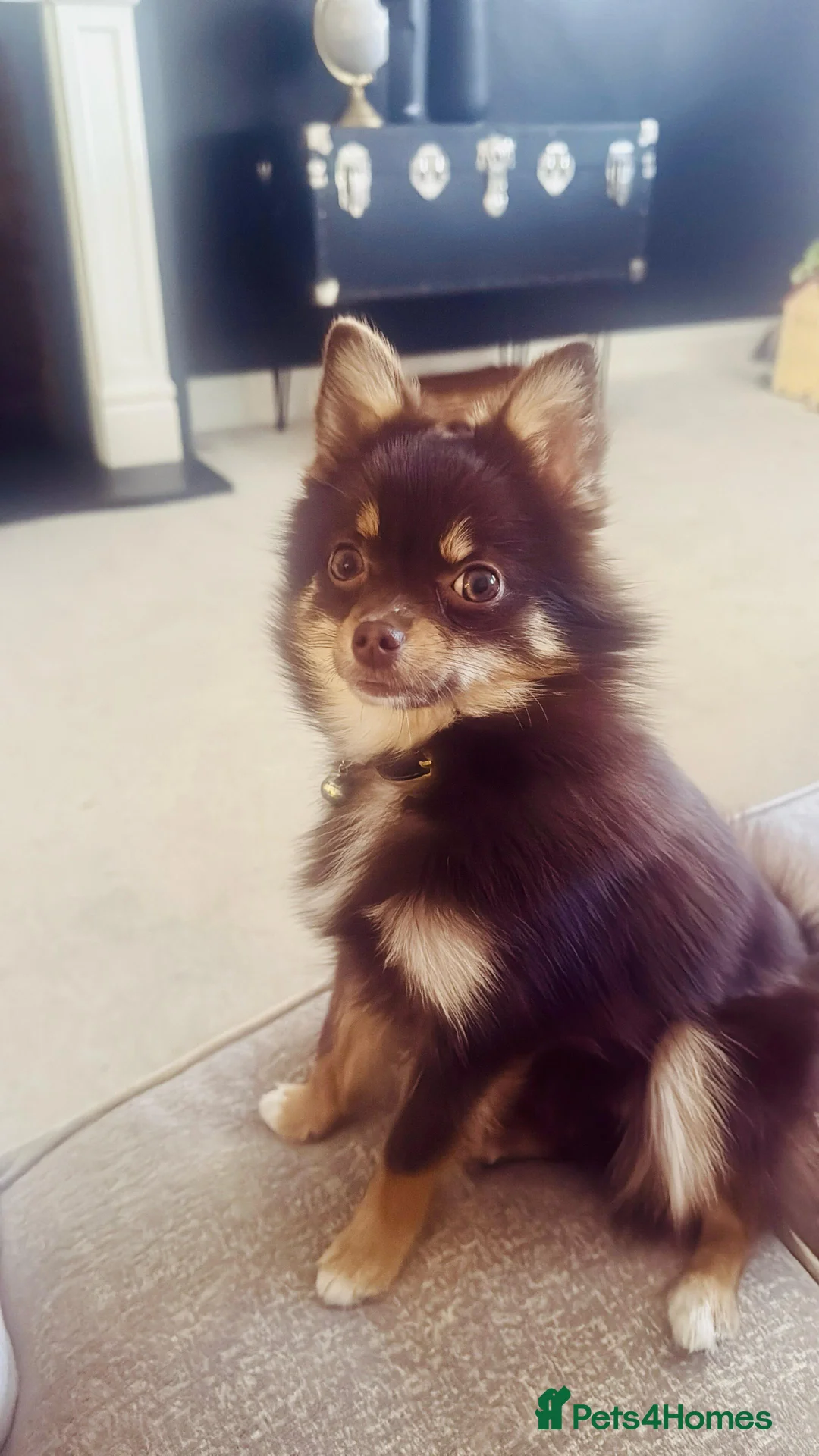 Pomsky dogs for sale: Toy Pomsky in Wickford - Advert 2