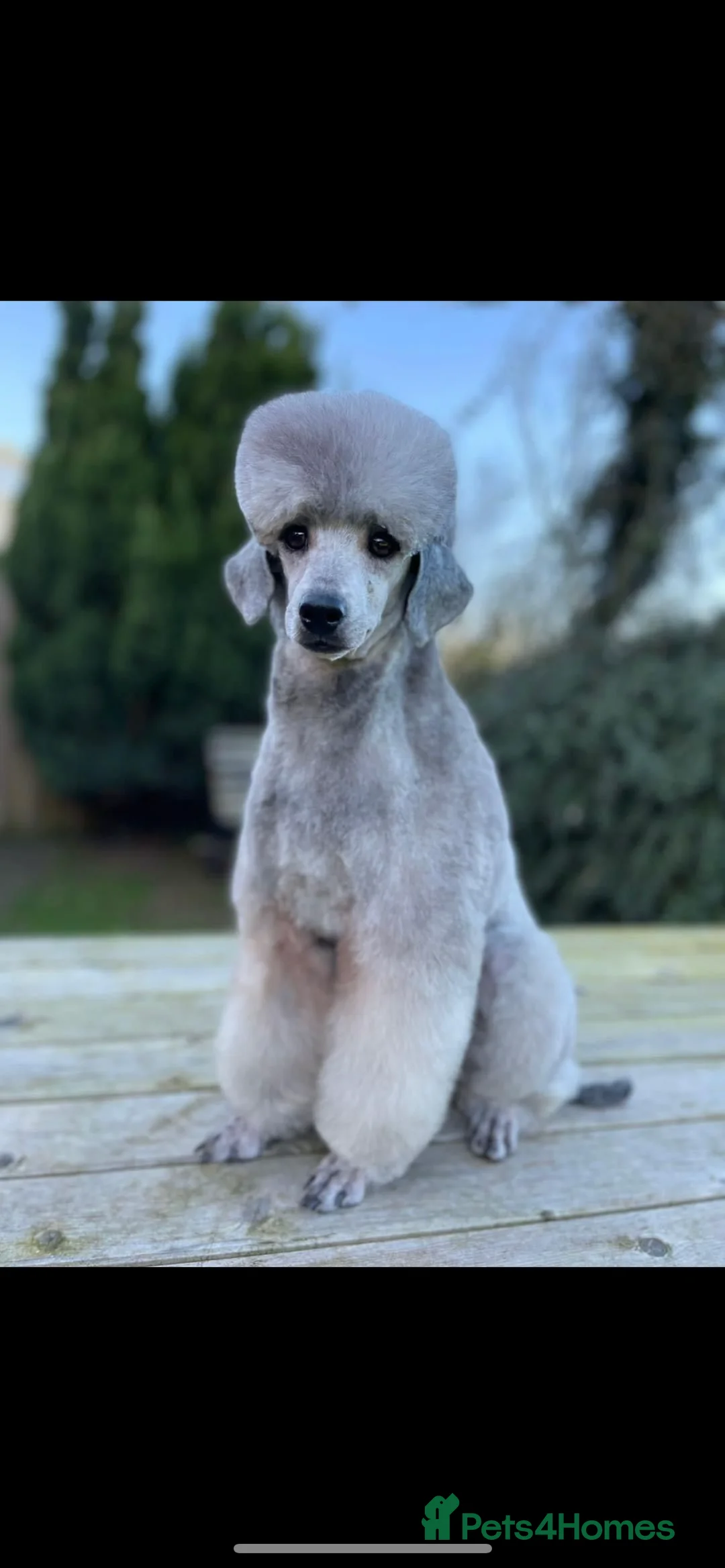 Miniature Poodle dogs for stud: RUSSIAN IMPORTED MINI SILVER POODLE STUD in Wigan - Advert 6