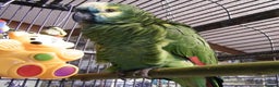 Parrots birds for sale: Blue cheeked Amazon parrot - Advert 2