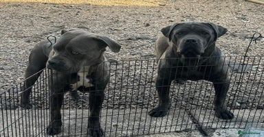 Cane Corso dogs - Advert 3