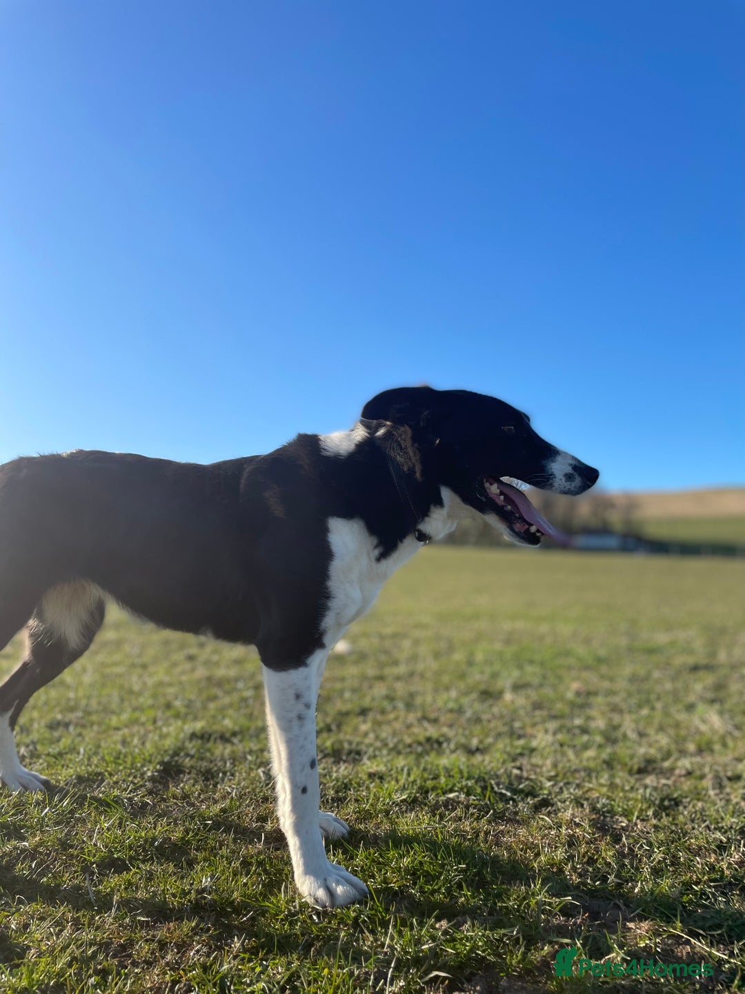 Border Collie dogs for sale: 6 border collies looking for there forever homes  - Image 8