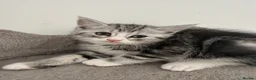 Persian cats for sale: Persian silver kittens 🩷 - Advert 11