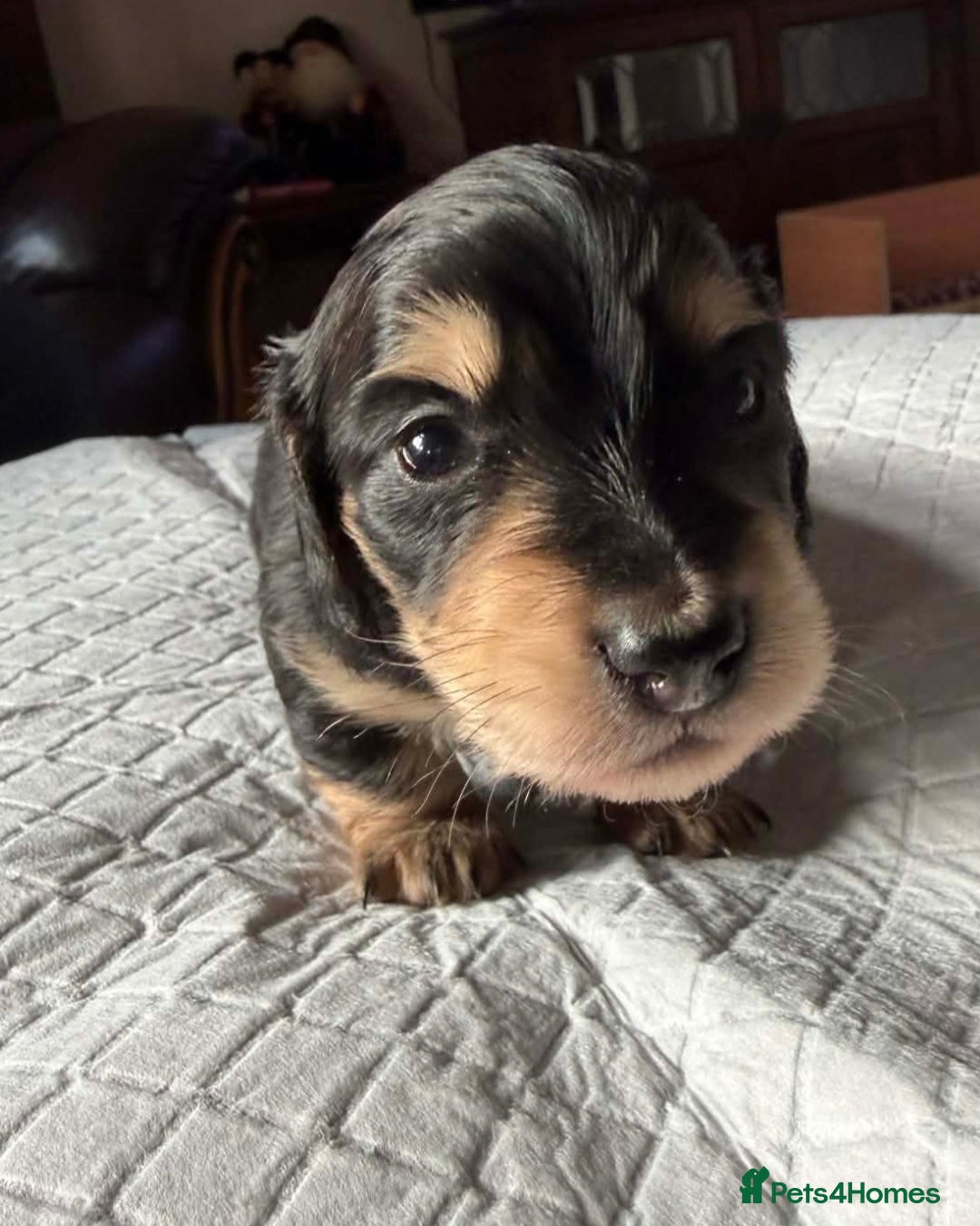 Miniature Dachshund dogs for sale: Long Haired Miniature dachshunds - Advert 5