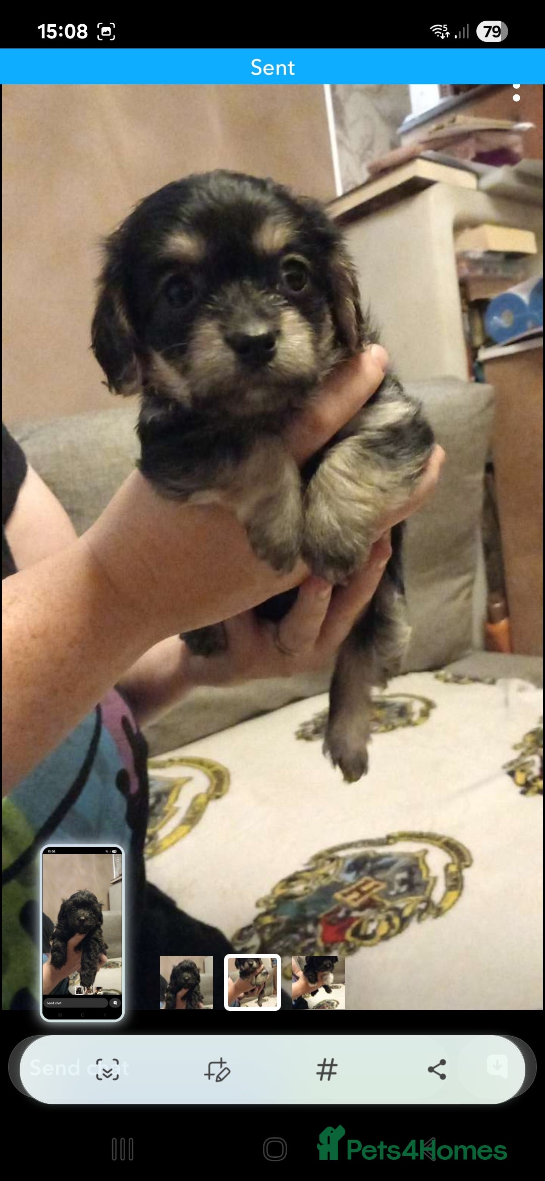 Mixed Breed dogs for sale: Hypoallergenic pups - Image 2