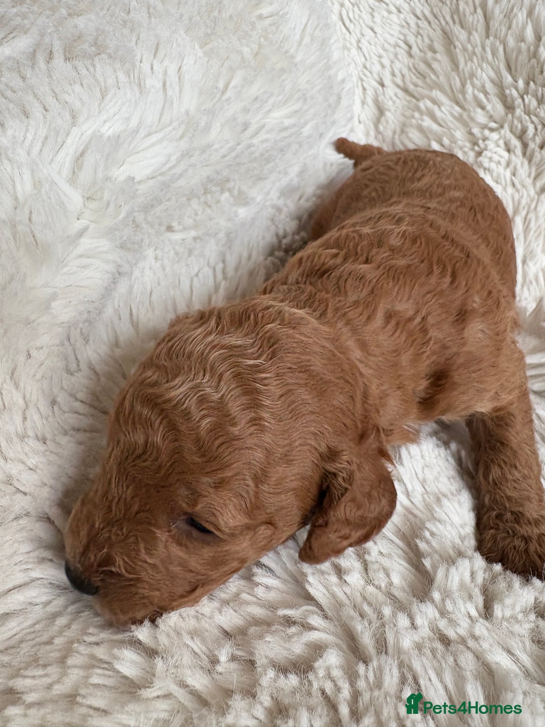 Cavapoo dogs for sale: Beautiful cavapoo puppies from a family home - Advert 19