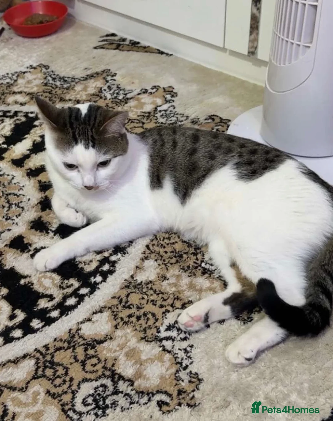 Domestic Shorthair cats for sale: New home for Mitsu (adoption) in London - Advert 2