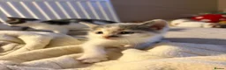 Domestic Shorthair cats for sale: 6 Short/Medium furred kittens  - Advert 9