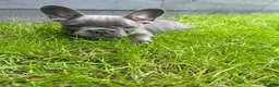 French Bulldog dogs for sale: Beautiful French Bulldog Puppies Fluffy Carriers - Advert 35
