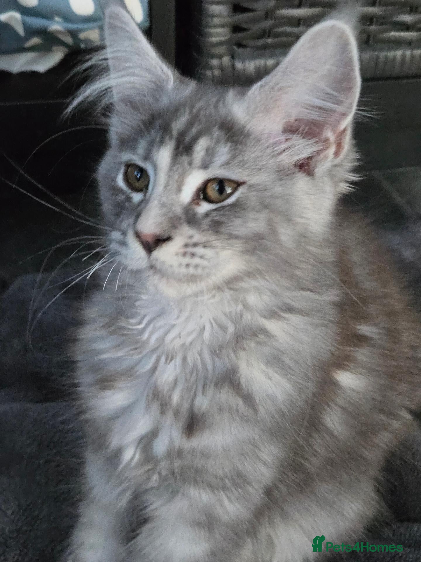 Maine Coon cats 💕💕💕READY NOW. ***TiCA reg 2F q x 7777 polly - Advert 2