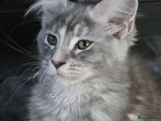 Maine Coon cats 💕💕💕READY NOW. ***TiCA reg 2F q x 7777 polly - Advert 2