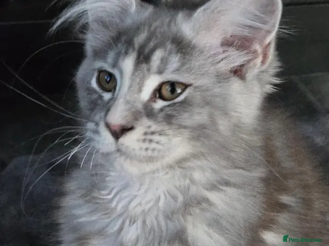 Maine Coon cats 💕💕💕READY NOW. ***TiCA reg 2F q x 7777 polly - Advert 12