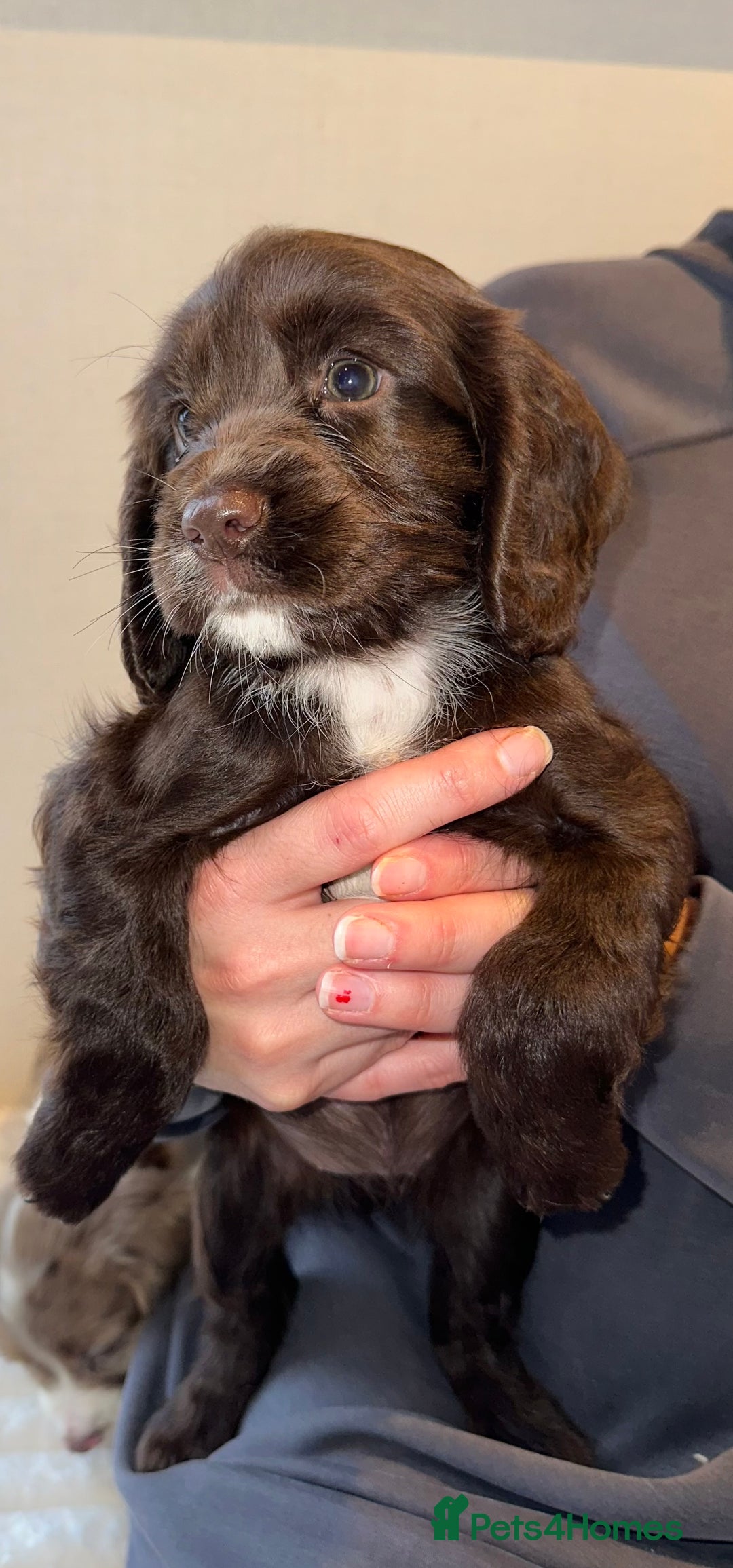 Cocker Spaniel dogs for sale: 5 GORGEOUS COCKERS    - Image 10