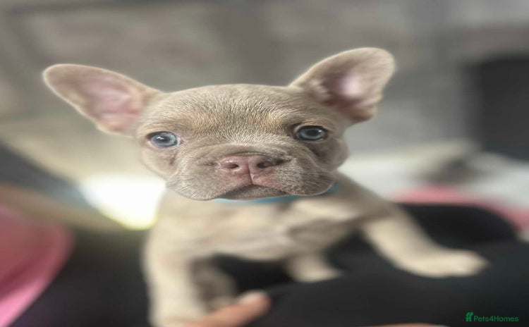 French Bulldog dogs - Advert 8