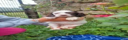 English Setter dogs for adoption: Mara's pups -4x male 4x female English Setter pups - Advert 20