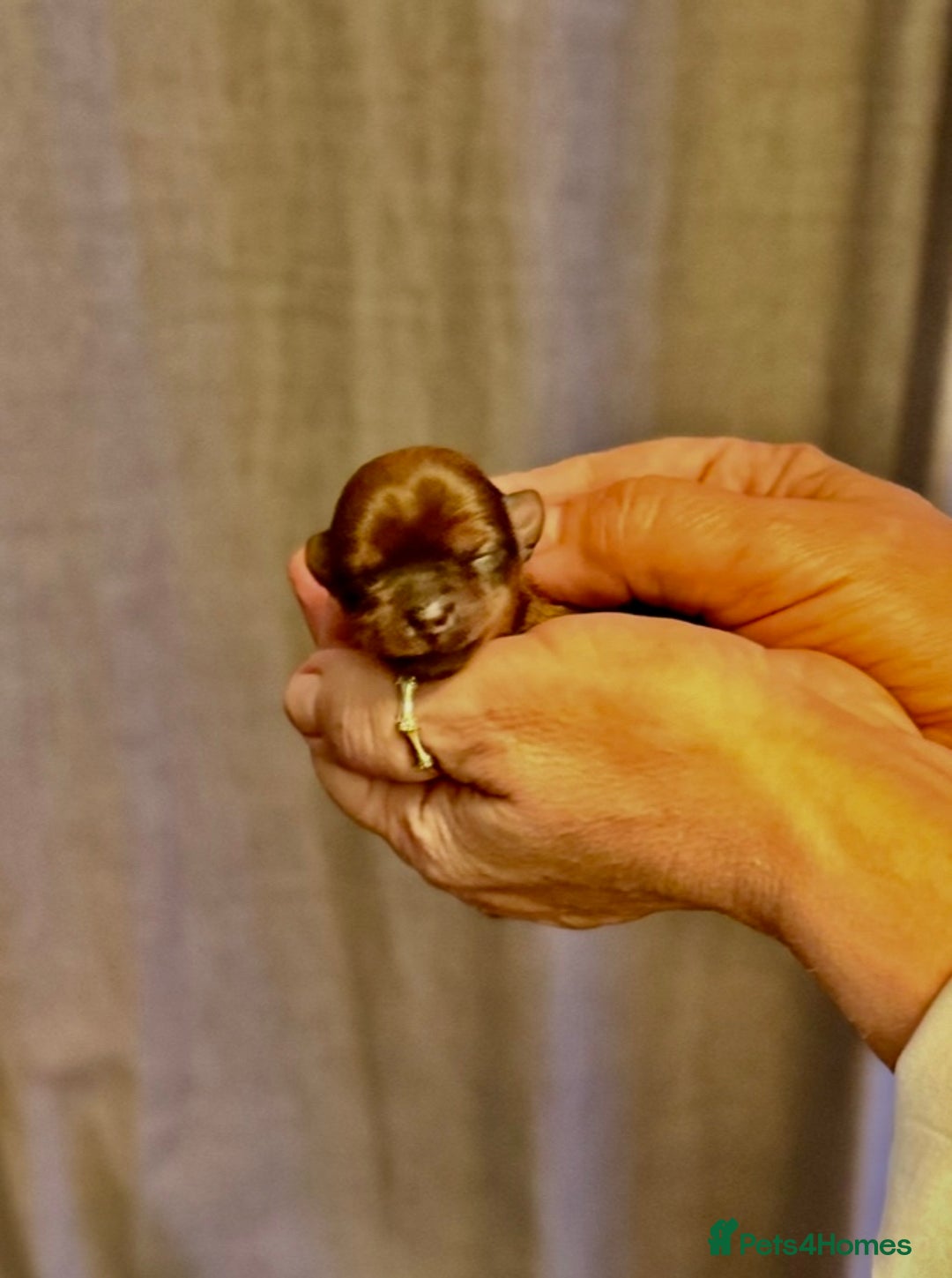 Yorkshire Terrier dogs for sale: Yorkshire terrier puppy  - Image 16