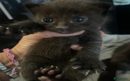 Domestic Shorthair cats for sale: Beautiful kittens  - Image 11