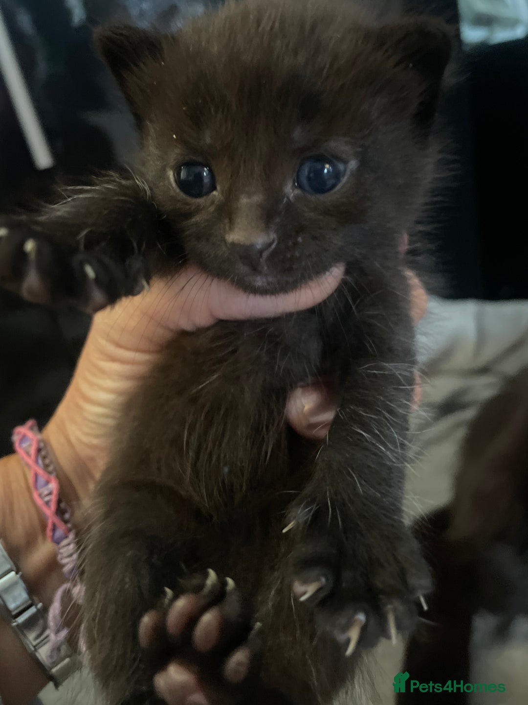 Domestic Shorthair cats for sale: Beautiful kittens  - Image 11